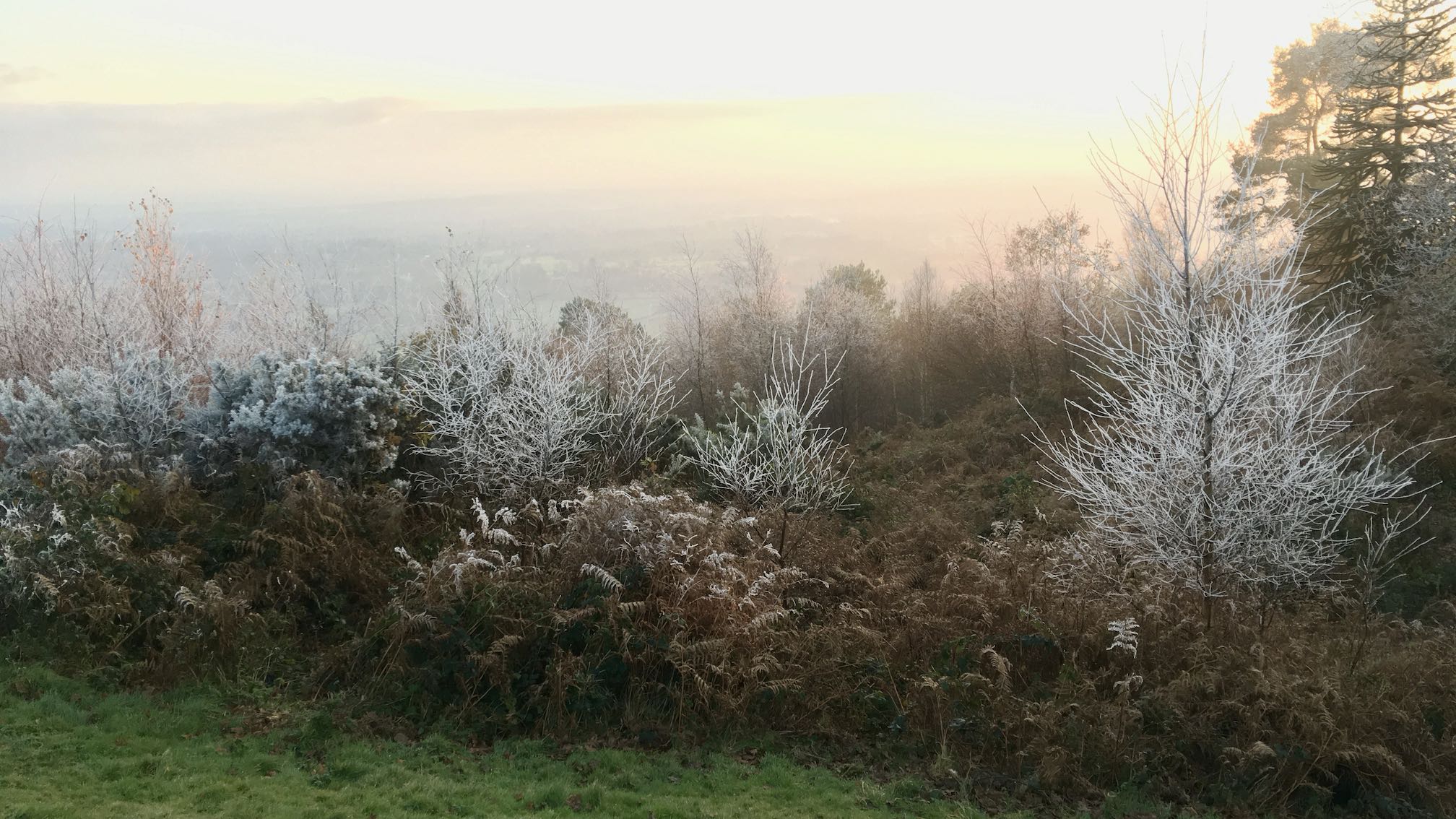 Photo of frosted trees in bracken with a very misty sunset view beyond