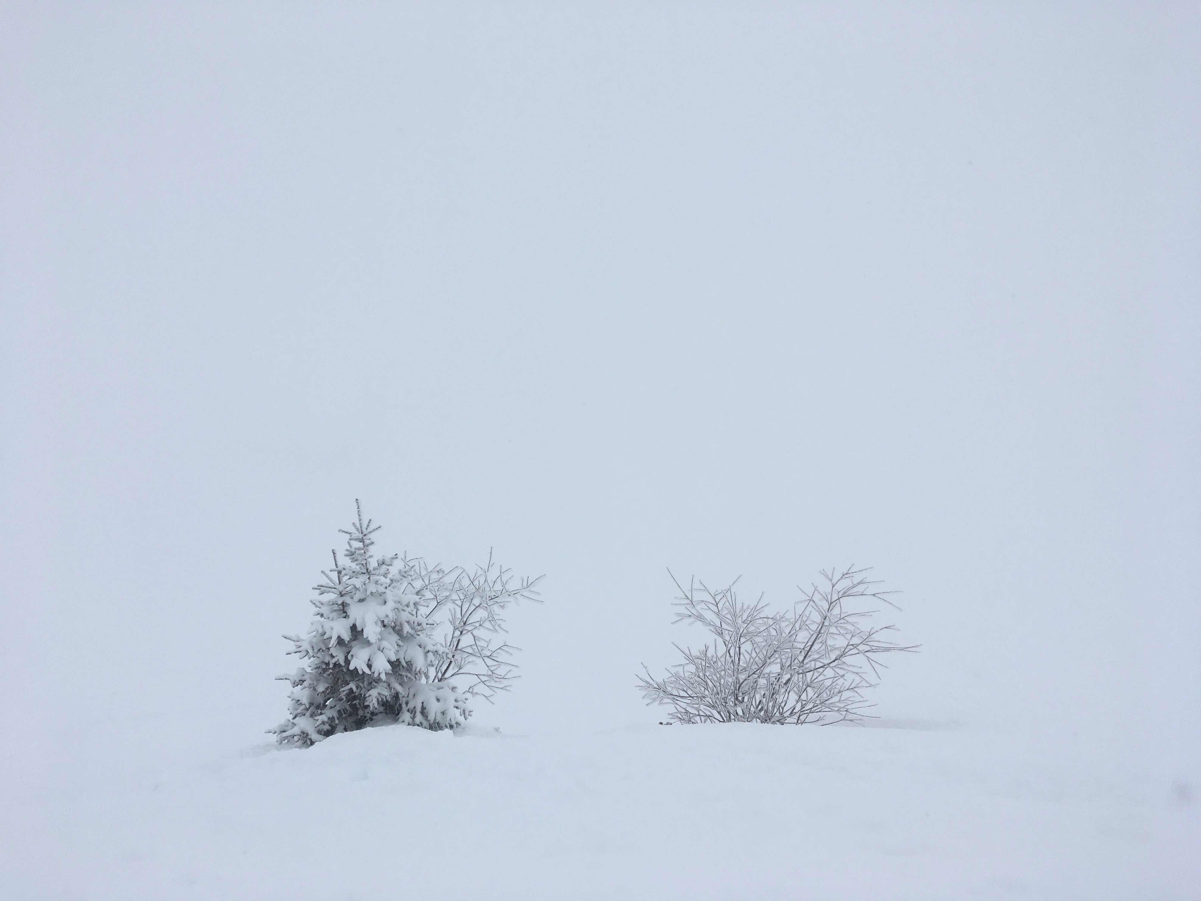 Snow covered small trees with nothing but pure white clouds behind.