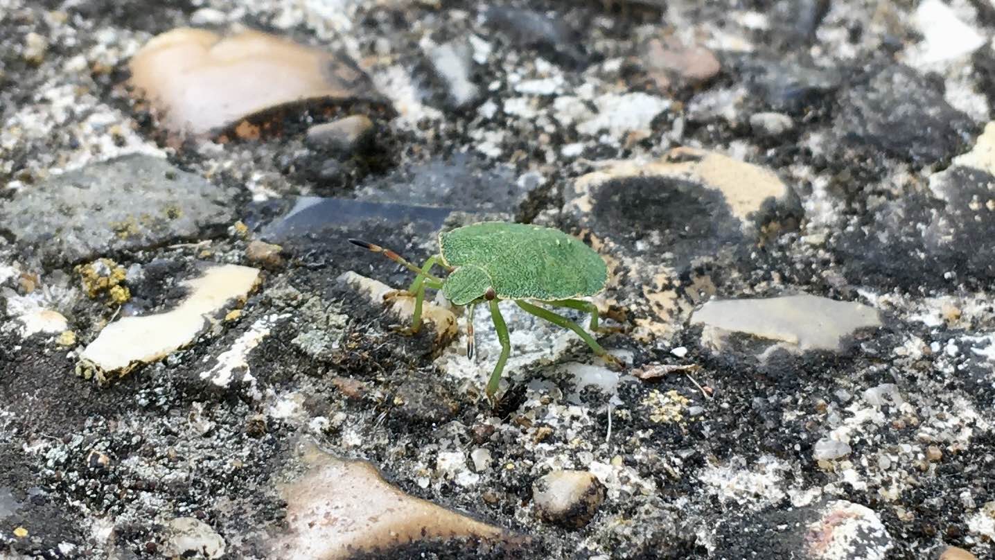 Close up photo of a green shield bug on concrete