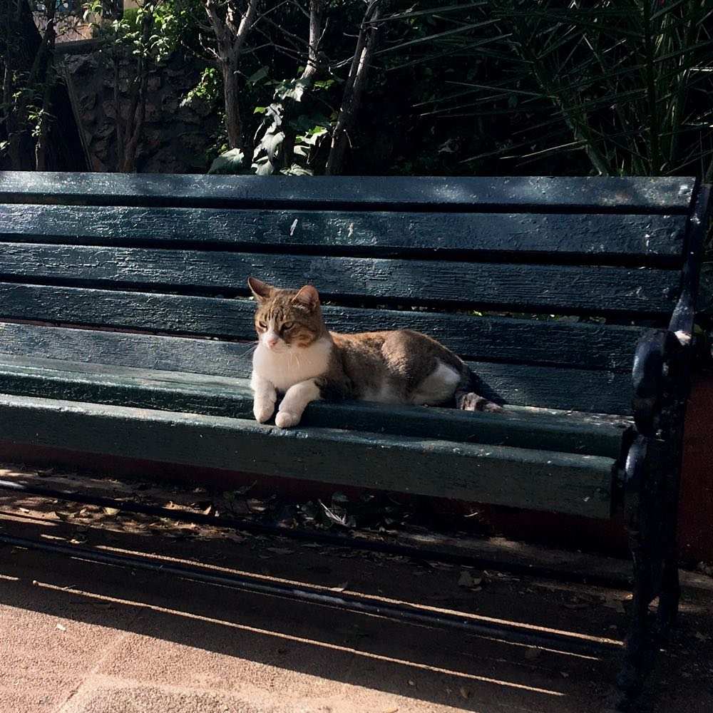Photo of a cat on a bench