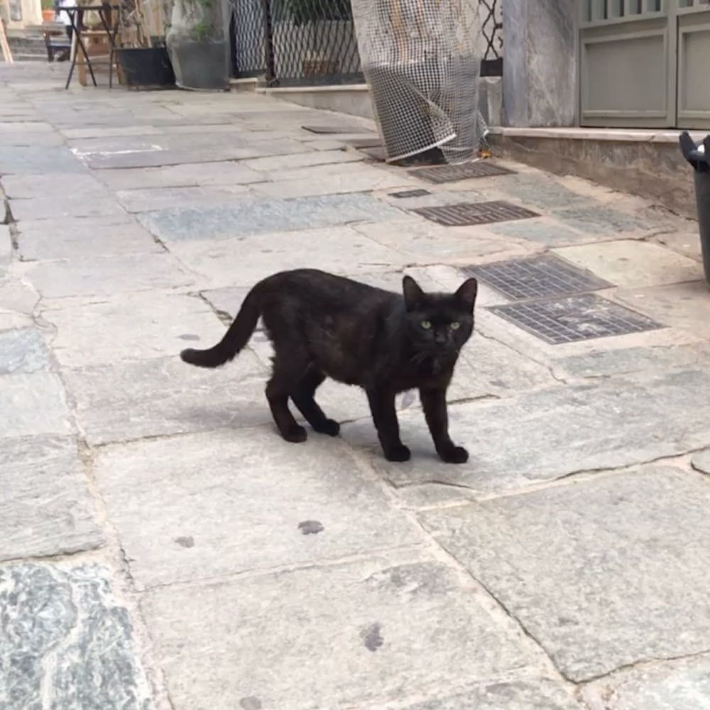 Photo of a black cat