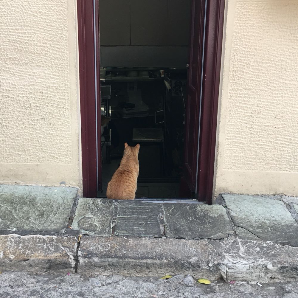 Photo of an orange cat looking into a kitchen door