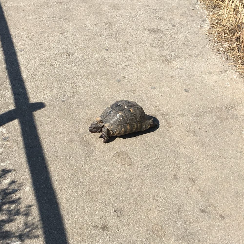 Photo of a tortoise